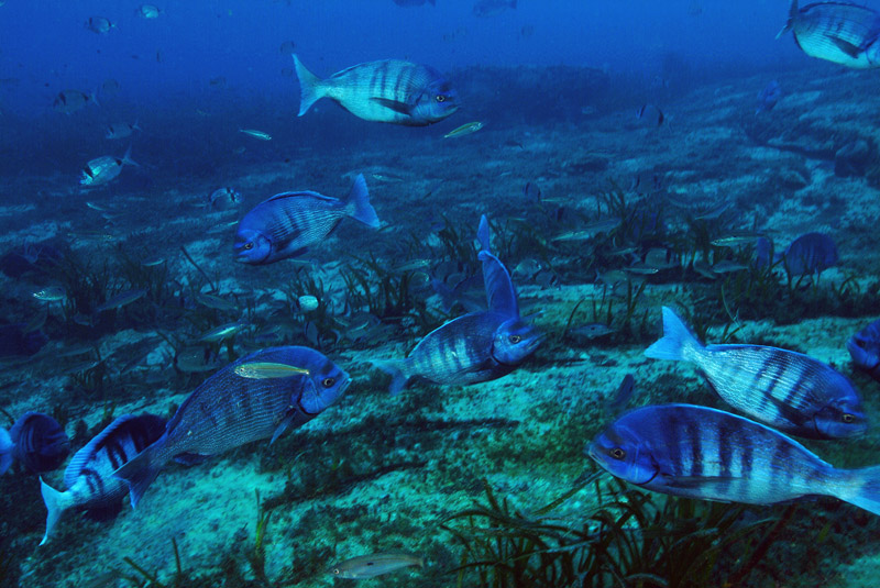 Spondyliosoma cantharus  in riproduzione